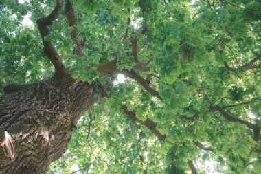 Yaz parkındaki büyük meşe ağacında yeşil yapraklar