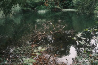 Küçük orman gölünün kıyılarında büyüyen yeşil ağaçların güzel manzarası.