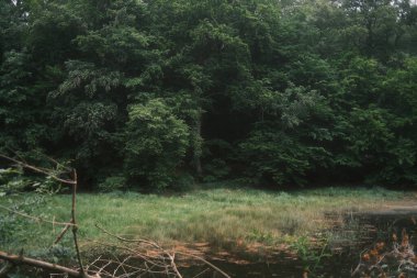 Küçük orman gölünün kıyılarında büyüyen yeşil ağaçların güzel manzarası.