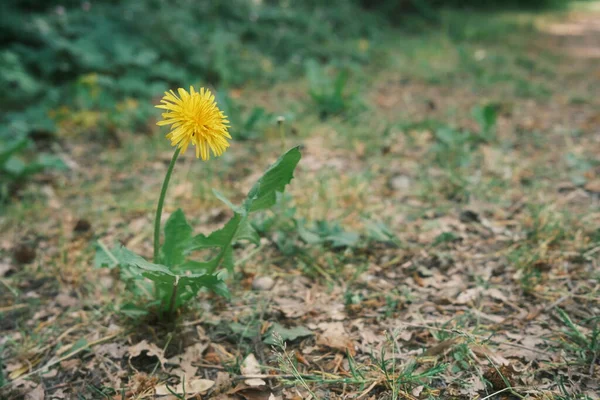 Πικραλίδα Λουλούδι Που Αναπτύσσεται Ένα Πεδίο Κοντινό Πλάνο Άποψη — Φωτογραφία Αρχείου
