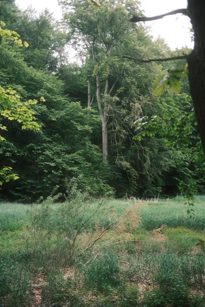 Красивый Вид Зеленые Деревья Лесу — стоковое фото