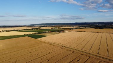 Kırsalda buğday tarlası. Güzel manzaralı