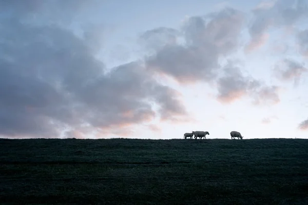 Вівці Пасуться Лузі Сході Сонця — стокове фото