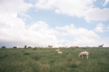 Koyunlar çayırda otluyor. Güzel manzaralı