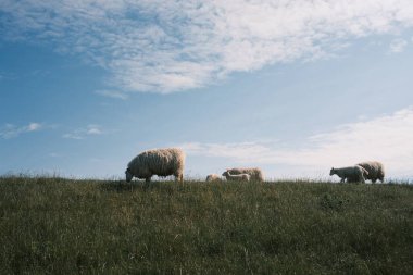 Yeşil yaz tarlasında otlayan koyunlar
