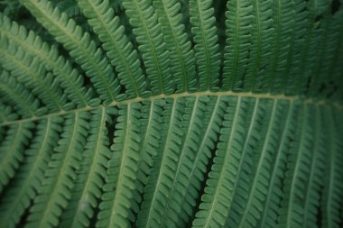 Ormandaki eğreltiotu yapraklarının manzarasını kapat.