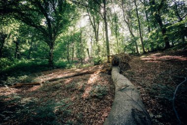 Ormanın güzel manzarası. doğa arkaplanı