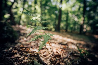 Ormandaki yeşil eğreltiotu yaprağının yakın görüntüsü
