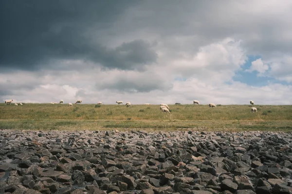 Pâturage Moutons Sur Une Prairie Verte Belle Vue Panoramique — Photo