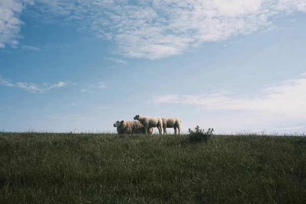 Вівці Пасуться Зеленому Літньому Полі — стокове фото