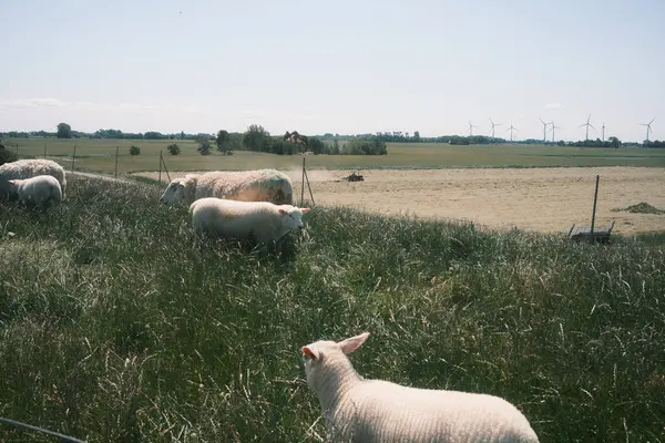 Білі Вівці Пасуться Зеленому Лузі — стокове фото