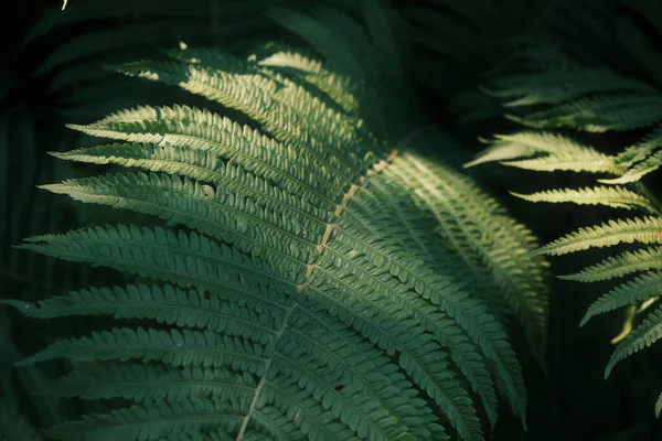 Grünes Farnblatt Hintergrund Abstrakter Natürlicher Hintergrund Hintergrund Natur — Stockfoto