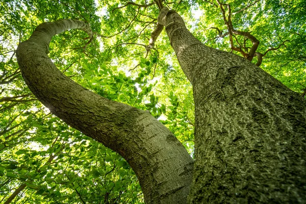 Tronco Árvore Com Folhas Verdes Visão Baixo Ângulo — Fotografia de Stock