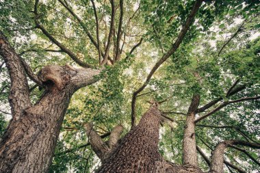 Yaz parkında ağaçlar ve yapraklar. Doğa arkaplanı