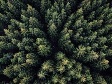 Yeşil köknar ormanının havadan görünüşü