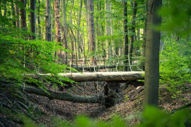 Yazın ormanda eski bir ağaç gövdesi