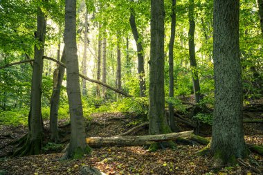 Güzel sonbahar manzarası. Orman ve ağaçlar