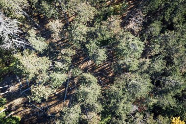 Çam ormanının havadan görünüşü. Doğa arkaplanı