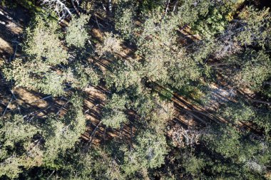 Sonbahar mevsiminde bir ormanın havadan görünüşü. Güzel manzara.