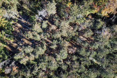 Çam ormanının havadan görünüşü. Doğa arkaplanı