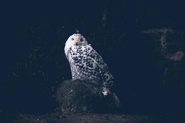 黑暗中的白色猫头鹰 — 图库照片