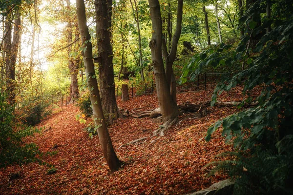 Красивый Осенний Лес Опавшими Листьями — стоковое фото