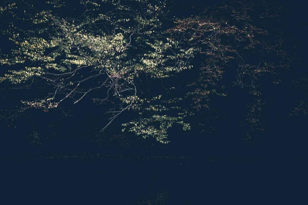 Ветка Дерева Фоне Темного Леса — стоковое фото