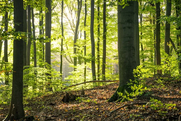 Piękne Poranne Światło Drzewach Lesie — Zdjęcie stockowe