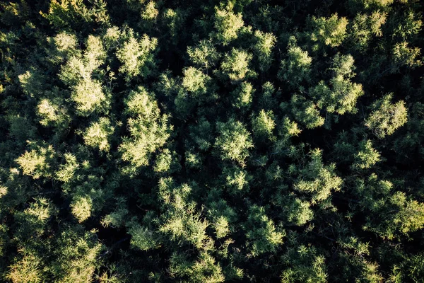 Légi Felvétel Egy Fenyőerdőről Természetvédelmi Háttér — Stock Fotó