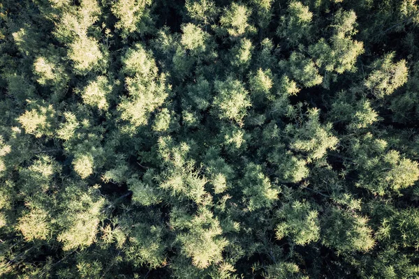 秋季森林的抽象背景 自然背景 — 图库照片