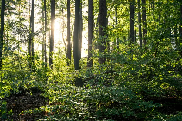 Yaz gününde güzel yeşil orman