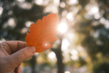 Bir ağacın arka planında elinde sonbahar yaprakları