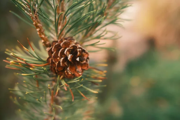 Árvore Abeto Com Agulhas Fecham Para Cima Natal Ano Novo — Fotografia de Stock