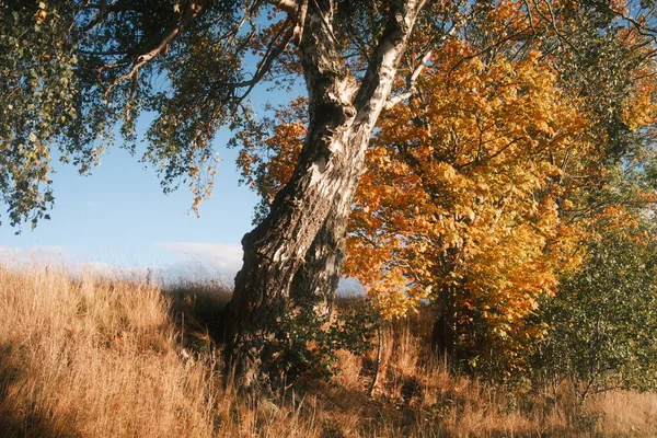 Höstlandskap Med Ljusa Färgade Träd — Stockfoto