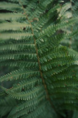 eğreltiotu yaprağı, doğal ve taze yeşil yapraklar arka plan