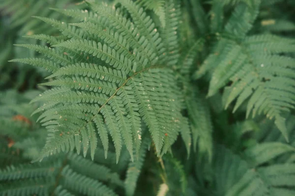 Zielone Liście Paproci Ogrodzie Widok Bliska — Zdjęcie stockowe