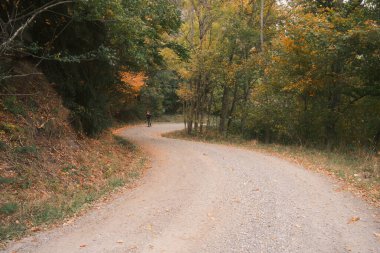 Ormanda ağaçlarla dolu bir yol. Doğa arkaplanı