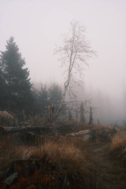 Güzel bir sisli orman görüntüsü. Doğa arkaplanı