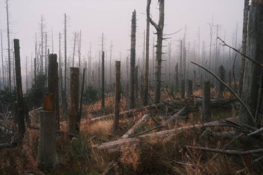 Ulusal Park 'ta bir sürü ölü ağaç var.