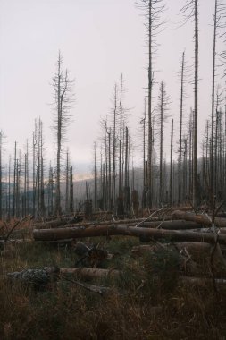 Ulusal Park 'ta bir sürü ölü ağaç var.