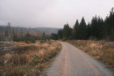 Kenarlarında orman olan bir yol. Doğa arkaplanı