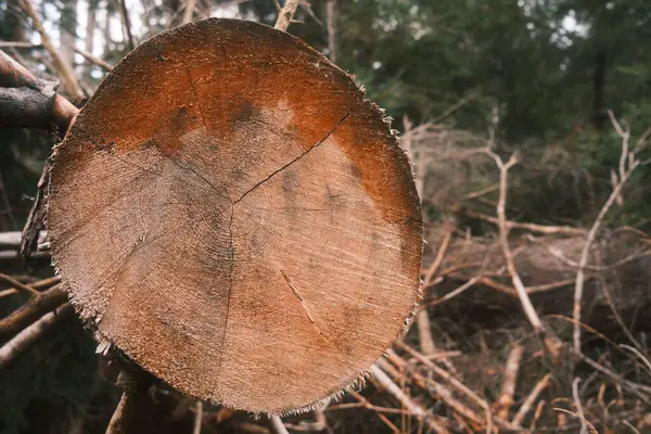 Textura Tronco Árvore Seca Perto Para Cima — Fotografia de Stock
