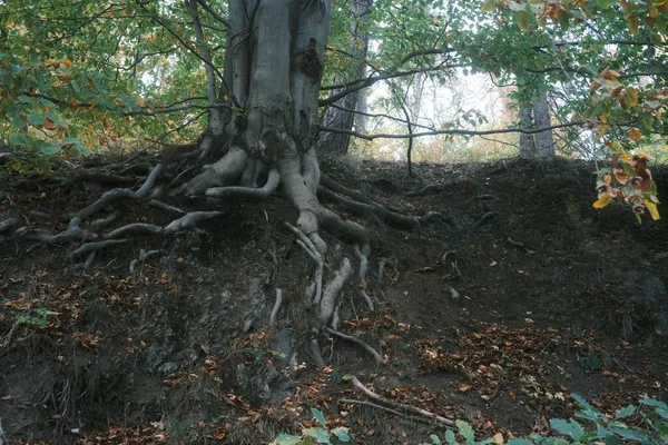 森の中にある古い木 自然の背景 — ストック写真