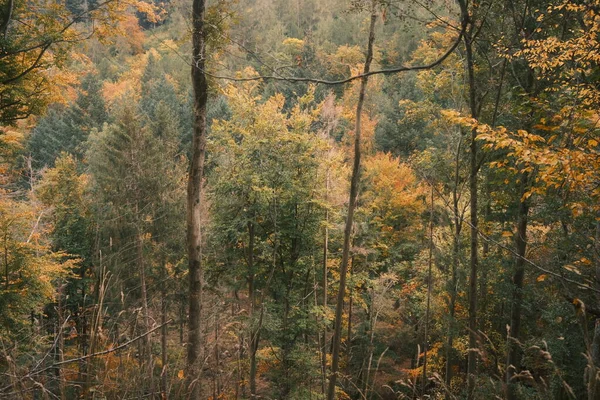 Прекрасний Ліс Осінній Сезон Фон Природи — стокове фото