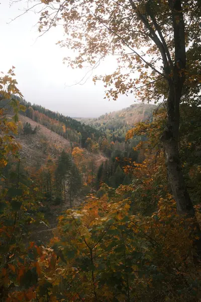 Jesienny Krajobraz Drzewami Liśćmi Kontekst Natury — Zdjęcie stockowe