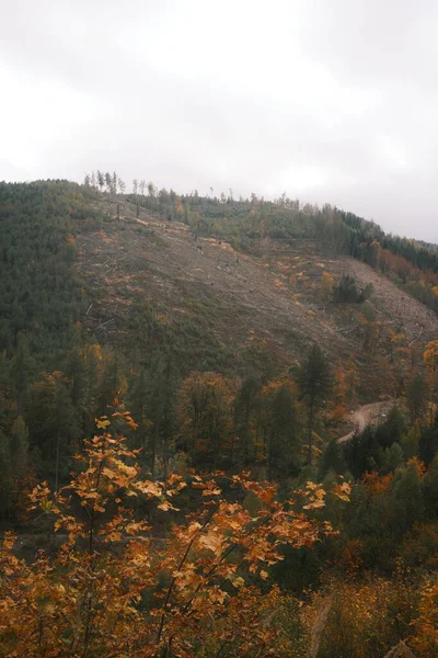 Dağlardaki Sonbahar Ormanı Doğa Arkaplanı — Stok fotoğraf