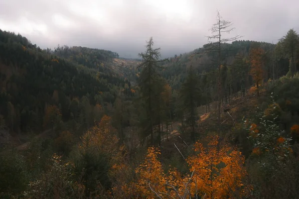 Туманний Осінній Пейзаж Деревами Лісом Фон Природи — стокове фото