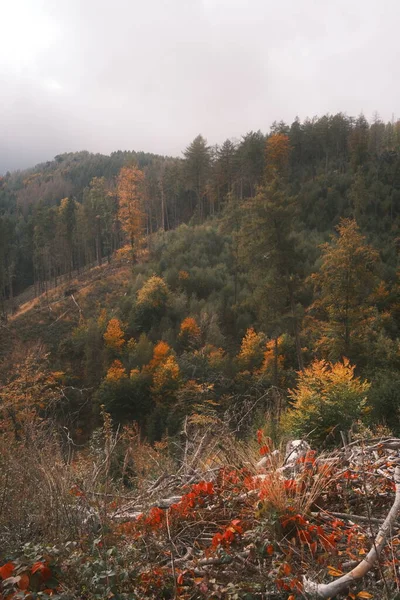 Krásná Podzimní Krajina Stromy Lesem — Stock fotografie
