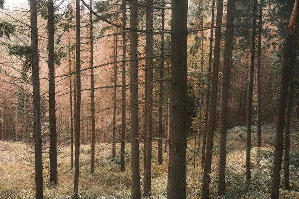 Hermoso Bosque Invierno Por Mañana —  Fotos de Stock