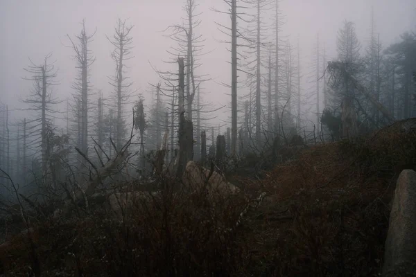 Mistige Donkere Herfst Bos Mistige Ochtend Herfst Landschap Bergen Herfstbomen — Stockfoto